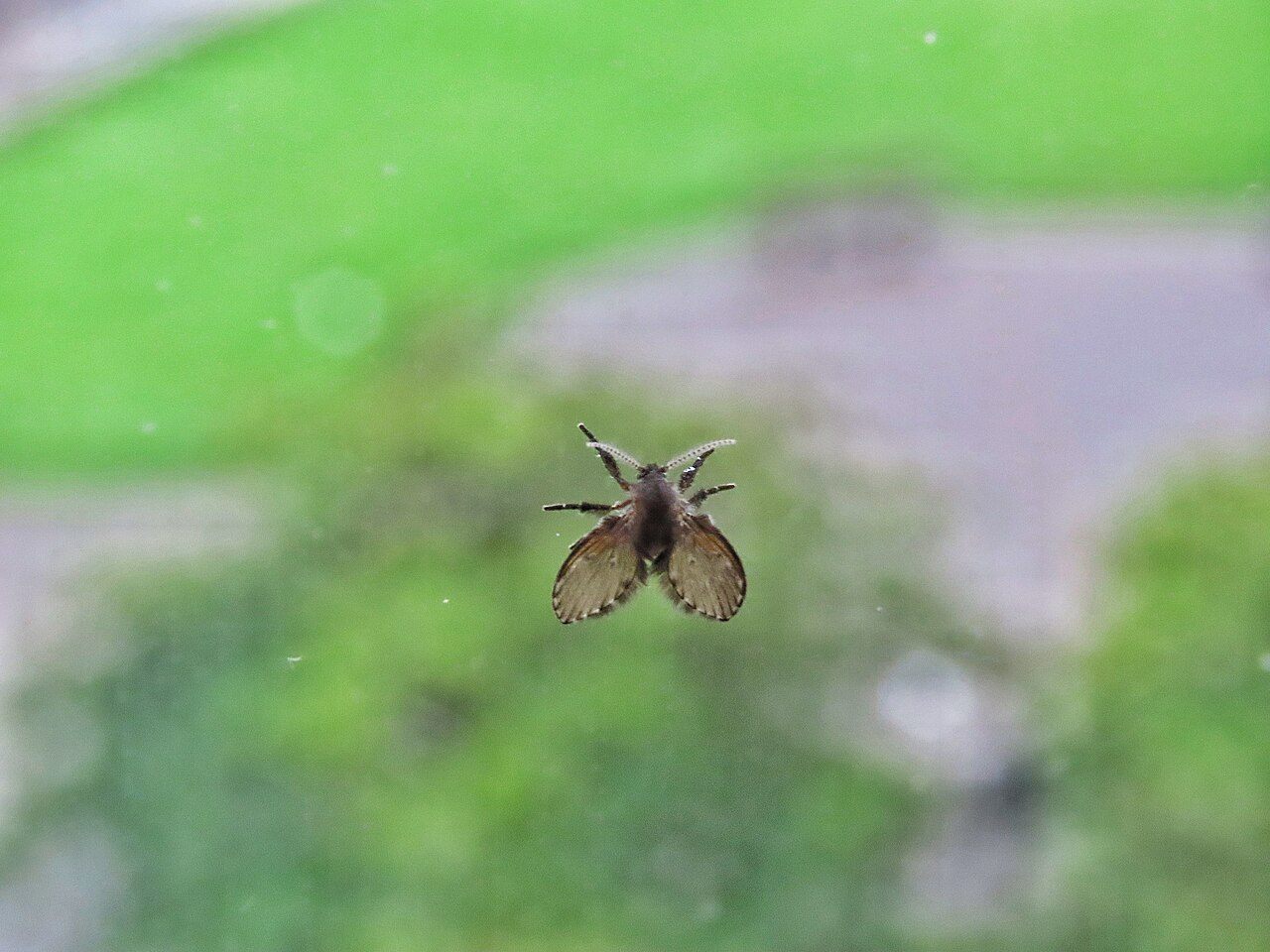 Μυγάκι αποχέτευσης (Psychodidae) με χνουδωτά φτερά σε σχήμα καρδιάς, ακουμπισμένο σε τζάμι